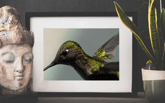 Cuadro Colibrí